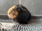 2 mannen uit opvang zoeken fijn thuis, Dieren en Toebehoren, Mannelijk, Cavia, Voor 1 juli 2024