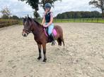 Rijpony te koop ruin kindvriendelijk, Dieren en Toebehoren, Pony's, Ruin, 3 tot 6 jaar
