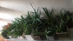 Veel biologische Aloe Vera kamerplanten 10 planten voor €120, Huis en Inrichting, Kamerplanten, Vetplant, Ophalen of Verzenden