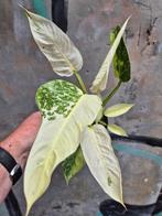 Philodendron Jose Buono p12 (6), Ophalen of Verzenden, Overige soorten, Minder dan 100 cm