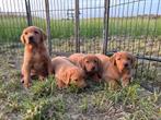 Labrador pups redfox, Dieren en Toebehoren, Honden | Retrievers, Spaniëls en Waterhonden, CDV (hondenziekte), 8 tot 15 weken, Labrador retriever