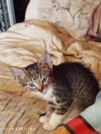 Lieve kittens. 1 lijkt op Felix witte pootje en borst, Dieren en Toebehoren, Katten en Kittens | Overige Katten, Meerdere dieren