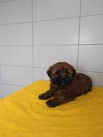 Boomer pups maltezer shih tzu lhasa apso teckel puppy hond, Nederland, Overige rassen, CDV (hondenziekte), 8 tot 15 weken