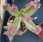 Kalanchoe; Pink Butterfly, Huis en Inrichting, Ophalen, Overige soorten, Minder dan 100 cm