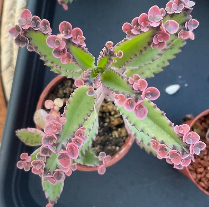 Kalanchoe; Pink Butterfly, Huis en Inrichting, Kamerplanten, Vetplant, Minder dan 100 cm, Volle zon, Ophalen
