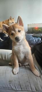 Shiba Inu Pups mogen meteen mee!!, Dieren en Toebehoren, CDV (hondenziekte), 8 tot 15 weken, Meerdere, Meerdere dieren