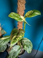 Monstera Lechleriana variegata stek, Huis en Inrichting, Kamerplanten, Ophalen of Verzenden, Halfschaduw, Minder dan 100 cm