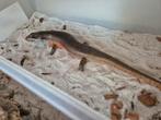 Trachylepis dichroma of zebraskink, Dieren en Toebehoren, Reptielen en Amfibieën, Hagedis