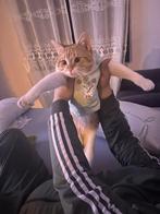 Gratis katt, Dieren en Toebehoren
