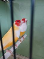 Gouldamadine geel mannen, Dieren en Toebehoren, Vogels | Overige Vogels, Mannelijk, Tropenvogel, Geringd