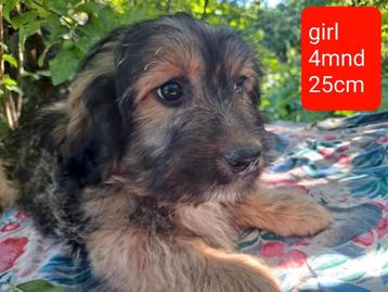 4 leuke kleine hondjes ter adoptie!  beschikbaar voor biedingen