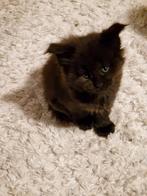 Main Coon kittens met stamboom, Dieren en Toebehoren, Katten en Kittens | Raskatten | Langhaar, Gechipt