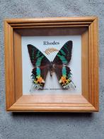 Vlinder Chrysiridia Madagascariensis, Verzamelen, Zo goed als nieuw, Ophalen