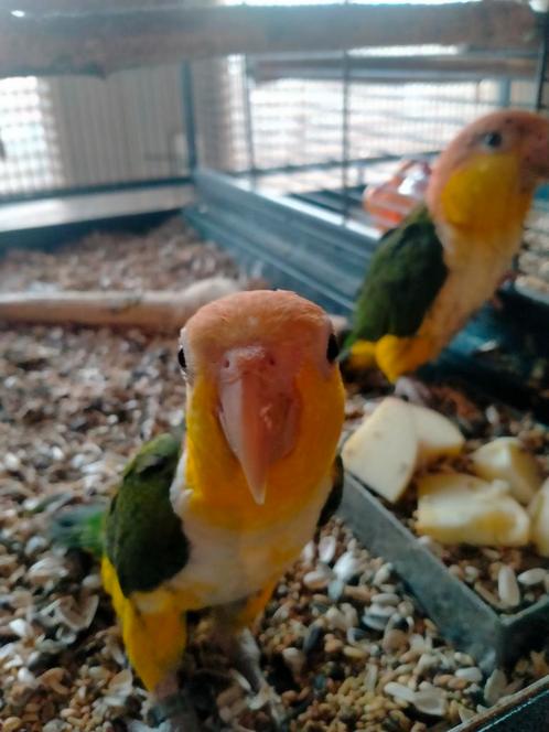 Jonge roestkop caique's net zelfstandig super lief, Dieren en Toebehoren, Vogels | Parkieten en Papegaaien, Papegaai, Meerdere dieren