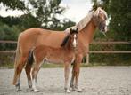 Knappe merrie met veulen van A new story, Dieren en Toebehoren, Merrie, 0 tot 2 jaar