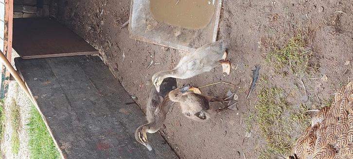 Indische Loopeendeenden, pullen, Dieren en Toebehoren, Pluimvee, Eend, Geslacht onbekend