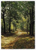 Apeldoorn Boslaan gelopen Ansichtkaart ( B2839 ), Verzamelen, Ansichtkaarten | Nederland, Ophalen of Verzenden, 1980 tot heden