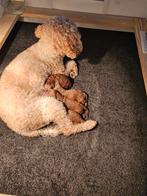 mini doodle( (32 cm), Dieren en Toebehoren, Overige rassen, 8 tot 15 weken, Geslacht onbekend, Meerdere