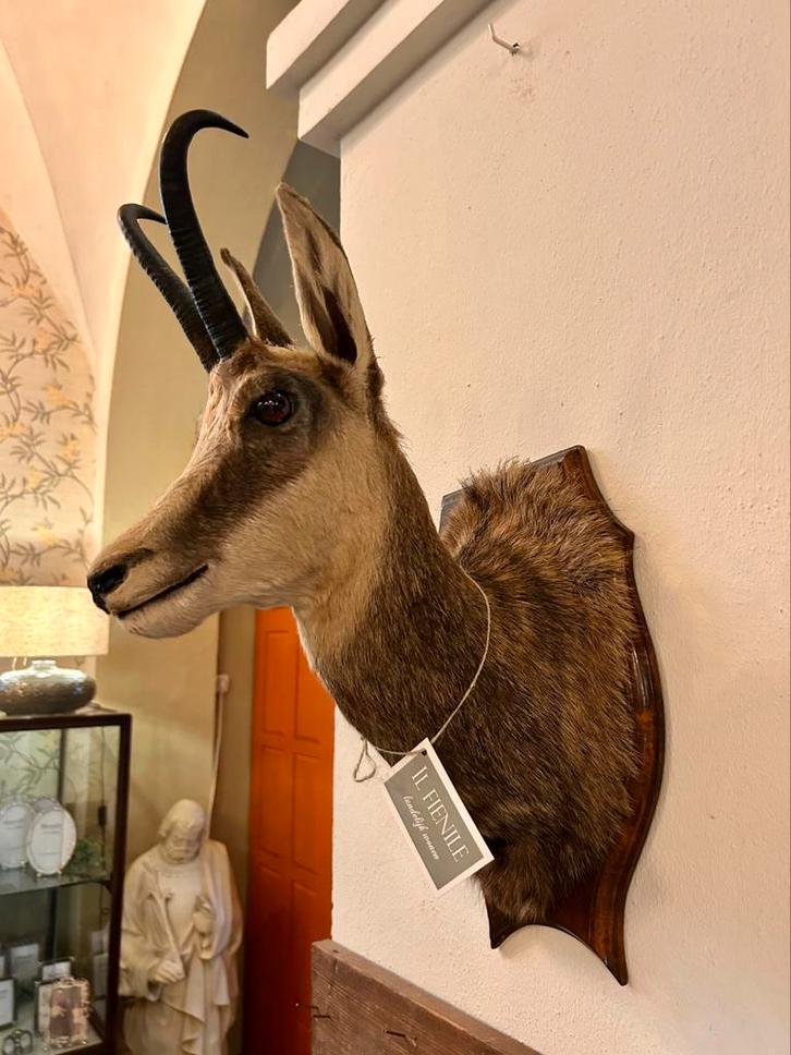 Opgezette Gems op schild, geitachtige, muur decoratie, Verzamelen, Dierenverzamelingen, Zo goed als nieuw, Beeldje of Figuurtje