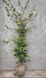 Mooie Haagbeuken te koop, Tuin en Terras, Planten | Bomen, Bloeit niet, Halfschaduw, 100 tot 250 cm, Overige soorten