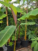 bananen planten helens hybride siam ruby cannas diverse, Ophalen, Zomer, Volle zon