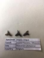 Haaientanden uit Hoevenen: Alopias exigua, Ophalen of Verzenden, Fossiel