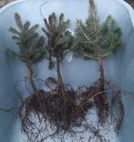 Kerstbomen plantgoed  Picea Omorika  abies fraseri Pungens, Tuin en Terras, Ophalen, Overige soorten, Minder dan 100 cm