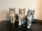 Maine Coon kittens, met stamboom, Meerdere dieren