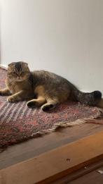 Schotse katten, Dieren en Toebehoren, Katten en Kittens | Overige Katten, Poes, Kortharig, 0 tot 2 jaar
