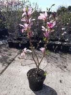 mooie Magnolia Susan in pot te koop, Ophalen, Lente, Vaste plant, Overige soorten