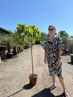 Vijgenbomen met vurchten 160cm hoog €39,95 OP=OP, Bloeit niet, Overige soorten, 100 tot 250 cm, Ophalen