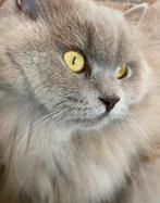 Britse langhaar BLH, Dieren en Toebehoren, Katten en Kittens | Raskatten | Langhaar, Poes