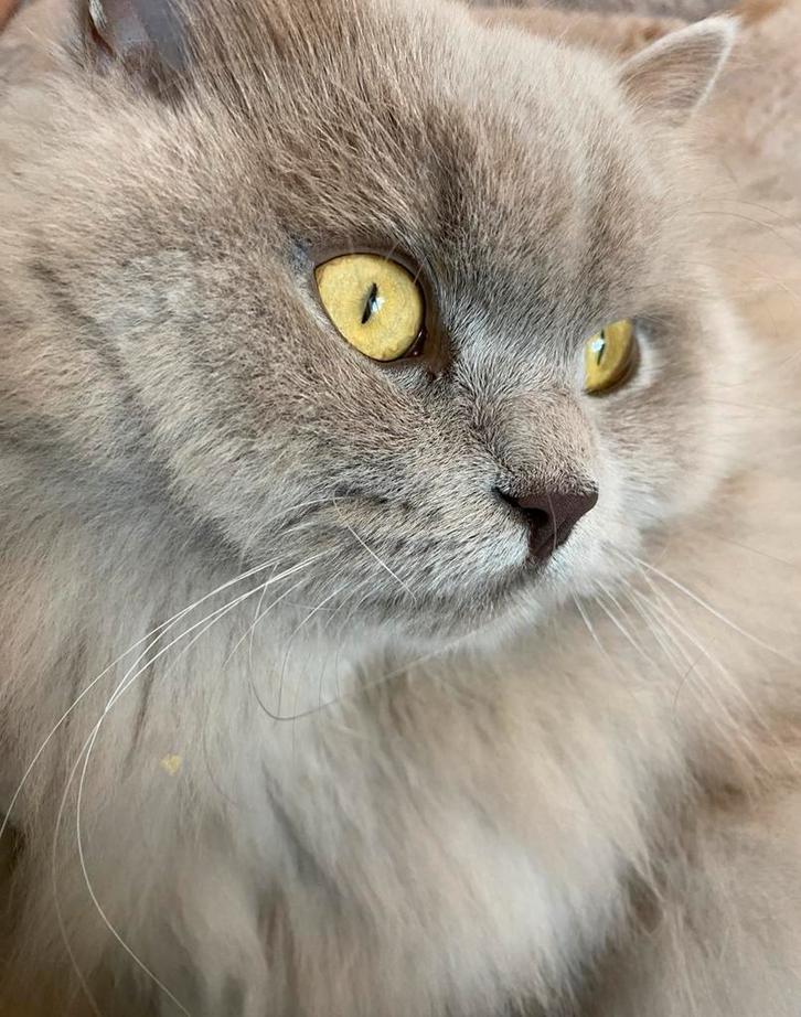 Prachtige lieve Britse langhaar BLH, Dieren en Toebehoren, Katten en Kittens | Raskatten | Langhaar, Poes