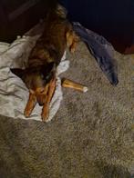 Nieuw baasje gezocht, Dieren en Toebehoren, Teef, Eén hond, Nederland, Particulier