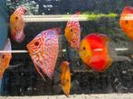 Discus pigenblood & malboro red, Dieren en Toebehoren, Vis