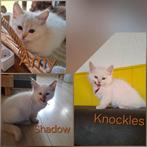 Ragdoll kittens met stamboom DNA/ECHO Cinn en Fawnmink tabby, Dieren en Toebehoren, Katten en Kittens | Raskatten | Langhaar, Meerdere dieren