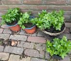 Ooievaarsbek geranium stevige stekken ( vast), Tuin en Terras, Planten | Tuinplanten, Zomer, Overige soorten, Ophalen, Volle zon