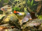 Leuke kleur mix guppy’s, Dieren en Toebehoren, Vis, Zoetwatervis