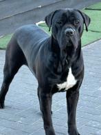 1 jr gecastreerde reu Cane Corso x Boerboel, Dieren en Toebehoren, Honden | Bulldogs, Pinschers en Molossers, 1 tot 2 jaar, CDV (hondenziekte)