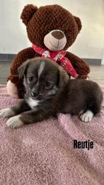 Corgi x teckel x pomeriaan pups puppys, Parvo, 8 tot 15 weken, Meerdere, Meerdere dieren