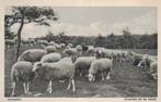 242 Nunspeet Schapen op de heide 1952 gelopen, Verzamelen, Ophalen of Verzenden, 1940 tot 1960, Gelopen, Gelderland