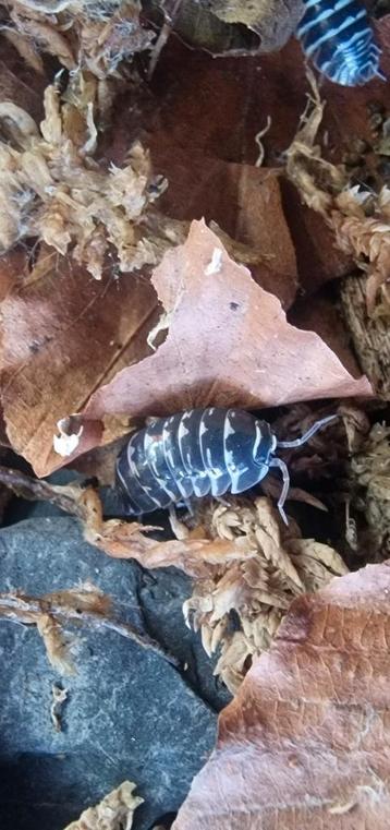 Armadillidium maculatum zebra isopod tropische pissebed beschikbaar voor biedingen