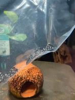 L240 galaxy pleco wildvang, Vis