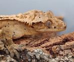 Wimpergekko man quadstripe, Dieren en Toebehoren, Reptielen en Amfibieën, Hagedis