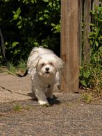 NIKKI, PRACHTIG JONG, TEEFJE, TYPE BOOMER, Rabiës (hondsdolheid), 1 tot 2 jaar, Teef, Eén hond