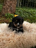 Berner sennen kruising pups, Dieren en Toebehoren, Honden | Chihuahua's en Gezelschapshonden, Overige rassen, 8 tot 15 weken, Meerdere