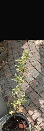 Jonge vlinderstruik - buddleja stek paars, Bloeit niet, Overige soorten, Minder dan 100 cm, Ophalen