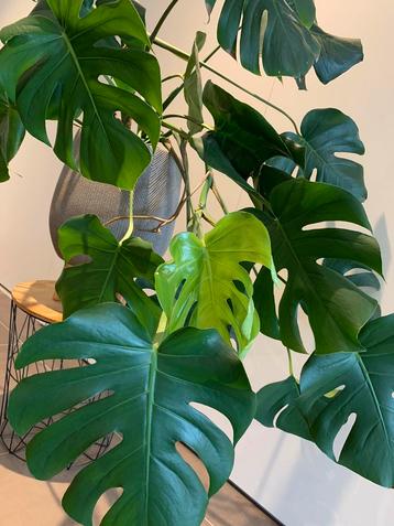 Grote monstera - inclusief pot - gezonde plant  beschikbaar voor biedingen