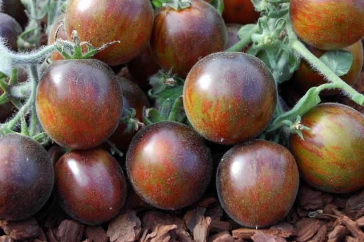 Extravagante Rouffiange - Tomaat zaden, Tuin en Terras, Bloembollen en Zaden, Zaad, Volle zon, Verzenden