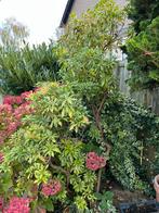 Volwassen Struiken/Planten voor de Tuin, Ophalen, Bodembedekkers, Vaste plant, Halfschaduw